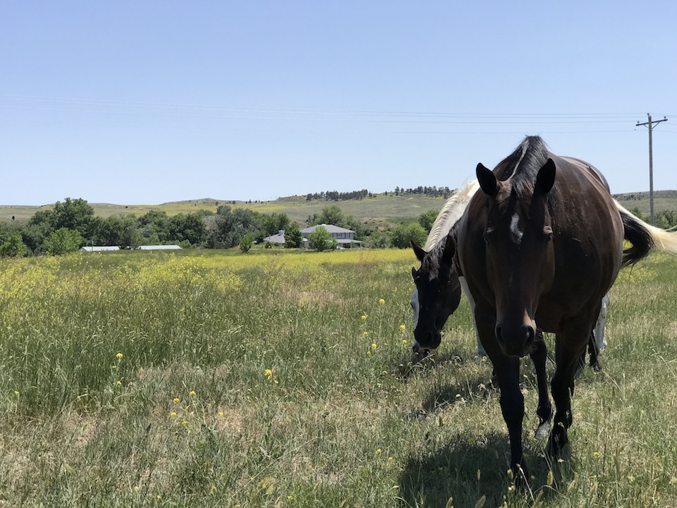 Wyoming Tongue River Ranch for Sale