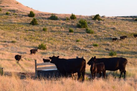 cattle ranch for sale