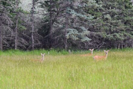 Sheridan Wyoming land for sale