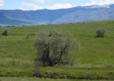 Bighorn Mountains Foothill Land for Sale