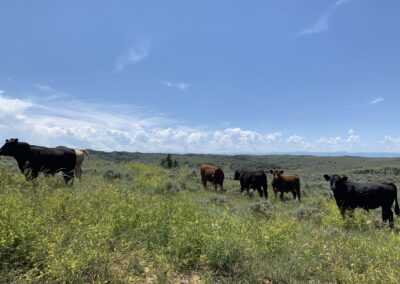 Wyoming Montana land ranches