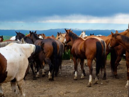 Photo of Eatons' Ranch Horses by Tracy Boyle