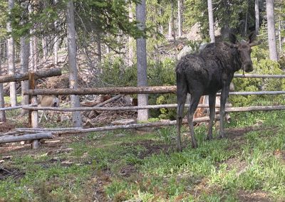 Wyoming High Country Lodge Bighorn Mountains recreation resort curious moose