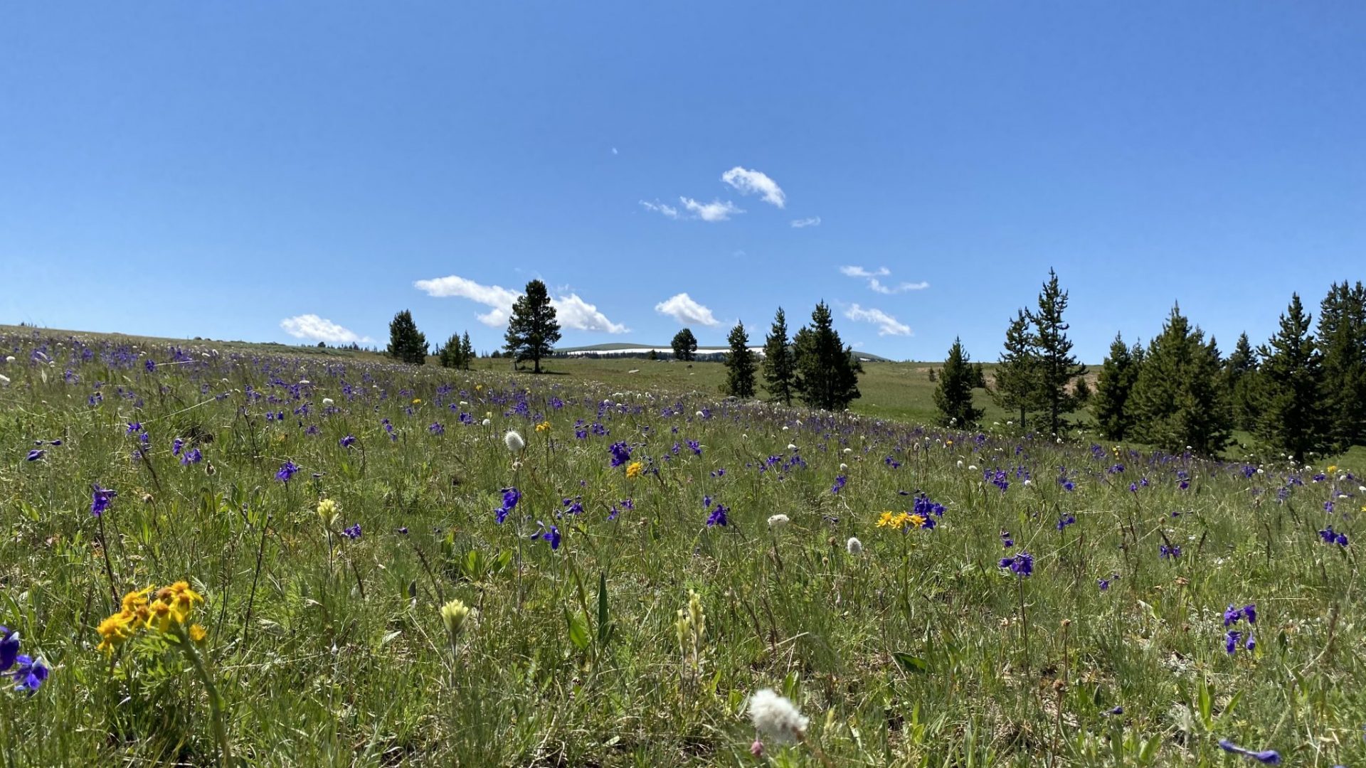 Wyoming High Country Lodge Bighorn Mountains recreation resort wild flowers