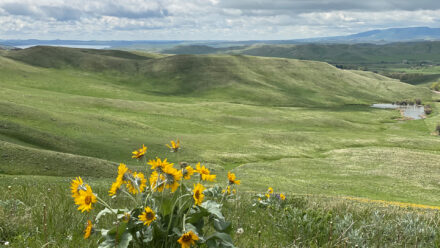 Mountain foothill land with views of the Bighorn Mountains, pond wildlife and prime exposure to the Bighorn National Forest