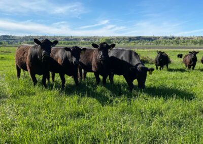 J&M Yelllowstone Valley Land cattle grazing