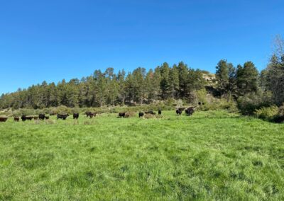 J&M Yelllowstone Valley Land cattle grazing
