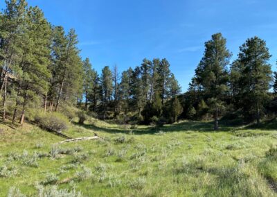 Yelllowstone Valley Land pine covered rimrock