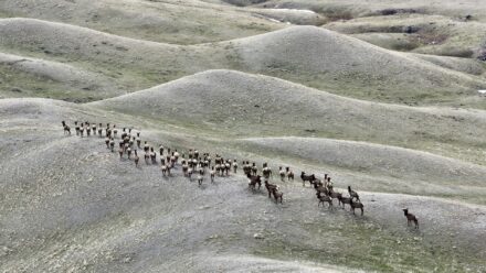 N. Fork Shell Creek Ranch elk herd