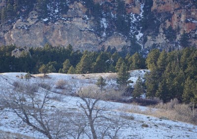 North Fork Creek Ranch bull elk on state land