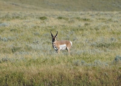Nice pronghorn antelope on N. Fork Shell Creek grazing and recreation ranch in the Bighorn Mountains' foothills