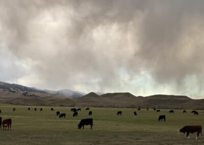 cattle under fall evening clouds