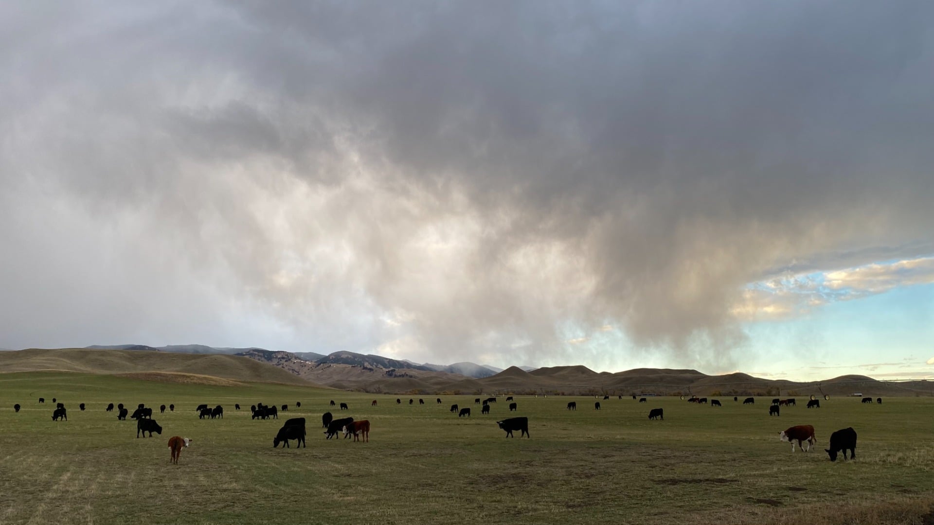 Triangle S Ranch cattle under evening clouds