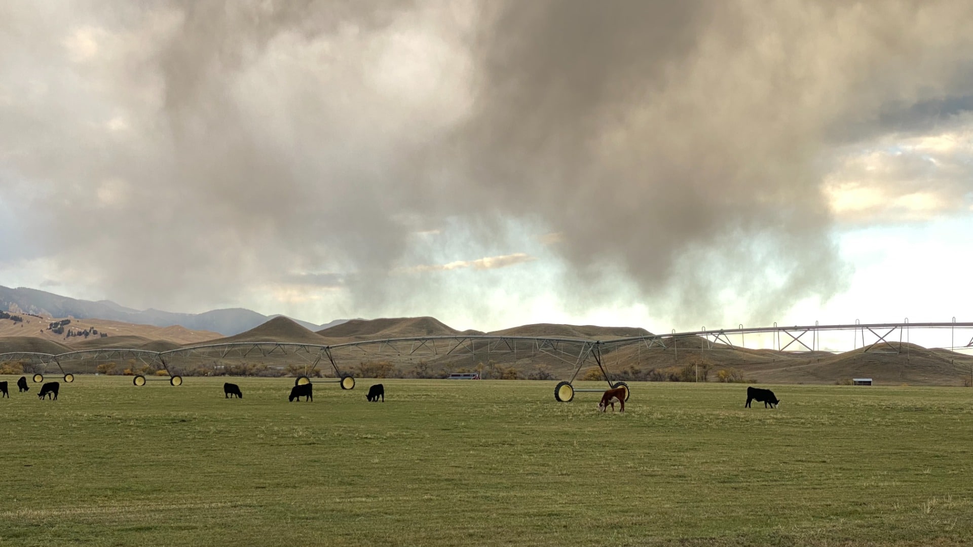 Triangle S Ranch cows under evening clouds