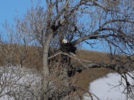North Fork Shell Creek Bald Eagle