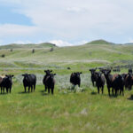 The History of Ranching in Montana