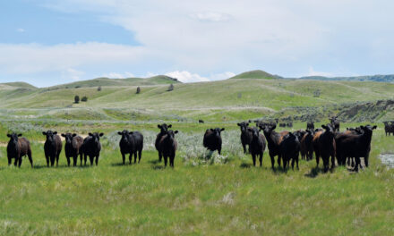 The History of Ranching in Montana