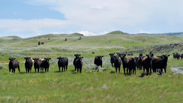 The History of Ranching in Montana