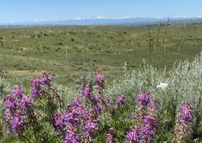 Lower Clear Creek Ranch vetch and mnt views
