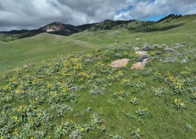balsamroot and mountainscape