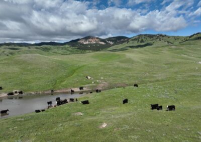 cattle at the reservoir
