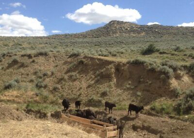 Hill Prong Badger Creek cows at spring fed tank