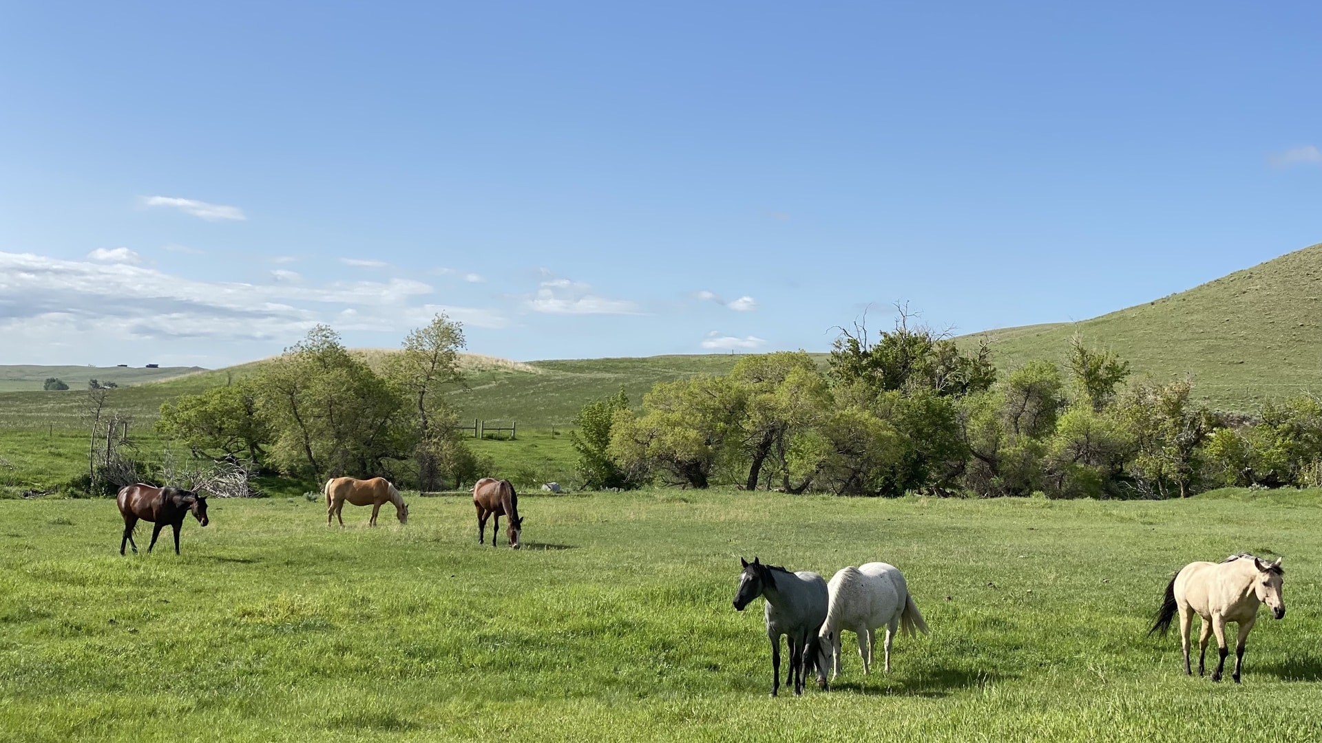 Triangle S Equestrian Ranch horses grazing