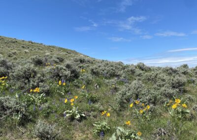 Hill Prong Badger Creek lupines balsamroot grass and sage