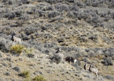 Hill Prong Badger Creek mule deer does alerted