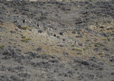 Hill Prong Badger Creek mule deer herd