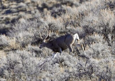 Hill Prong Badger Creek tall 3 point muley