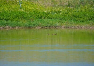 Lower Clear Creek Ranch ducklings