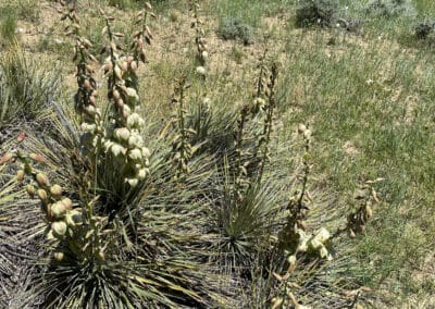 Lower Clear Creek Ranch yucca