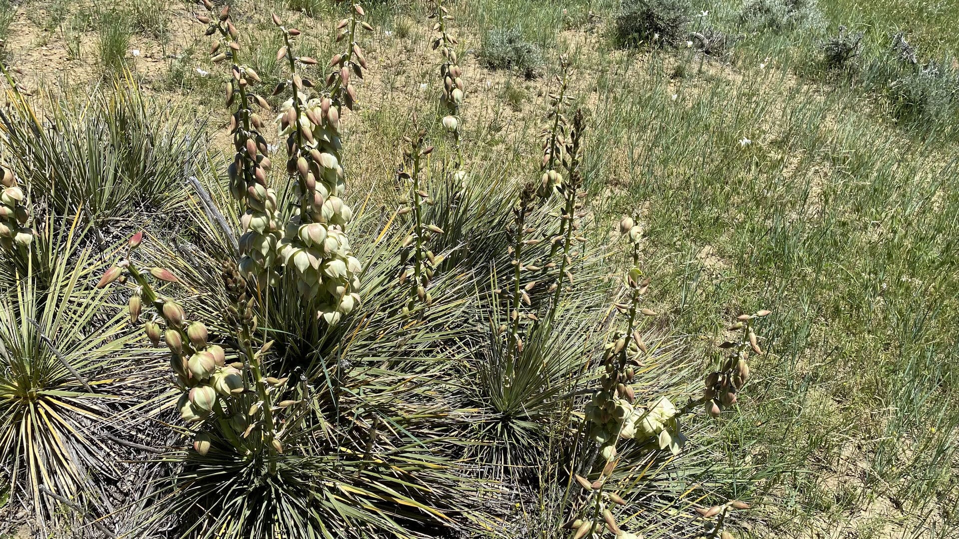 Lower Clear Creek Ranch yucca