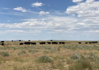 bb brooks ranch cattle grazing
