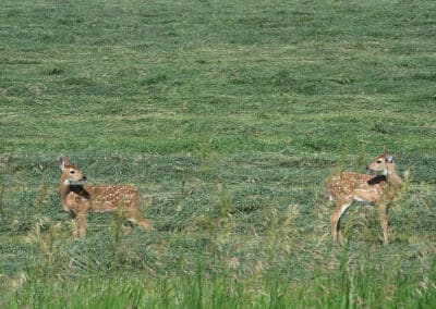 Triangle S Ranch fawns