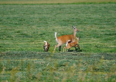 Triangle S Ranch fawns and mother doe