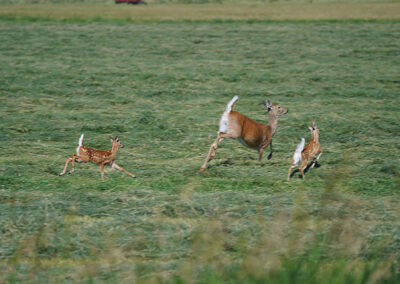 Triangle S Ranch fawns and mother doe running from camera