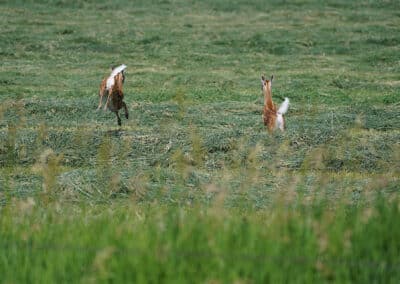 Triangle S Ranch fawns running away