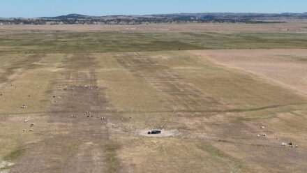 Sheep grazing across broad pasture on the Divide Ranch in Wyoming