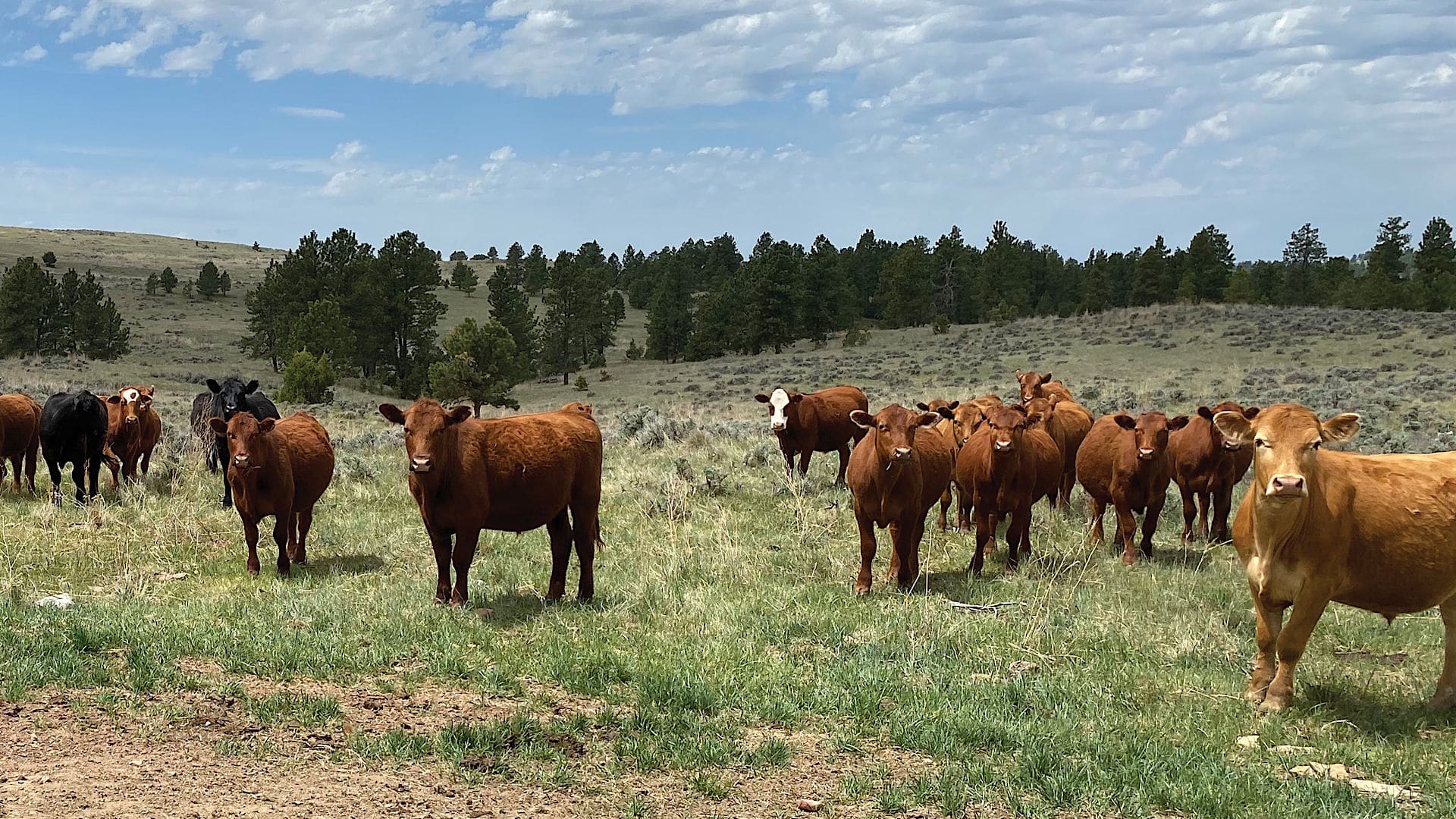 Communal Ranchg Ranching & Community Involvement | Chase Brothers, LLC Blog