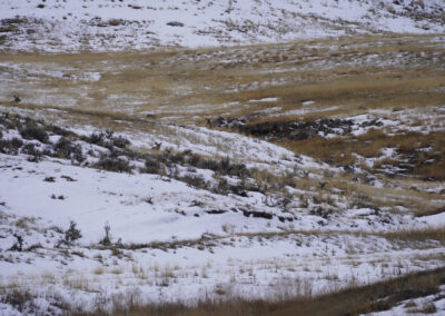 S. Ash Creek Land wildlife mule deer bedded down in the snow