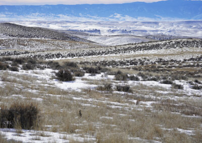 s. ash creek rd. wildlife sharp tailed grouse2