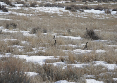 December S. Ash Creek Land wildlife sharp tailed grouse