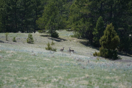 Hat Creek Breaks Land young whitetails