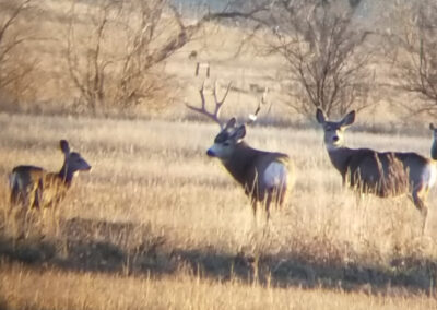 Koch Ranch talbot hunting photo 115
