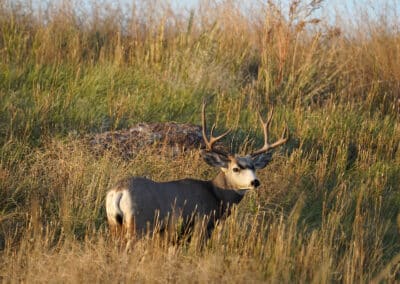 S. Ash Creeek mature mule deer
