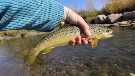 Little Goose Creek Brown Trout at Teal Spring Sheridan