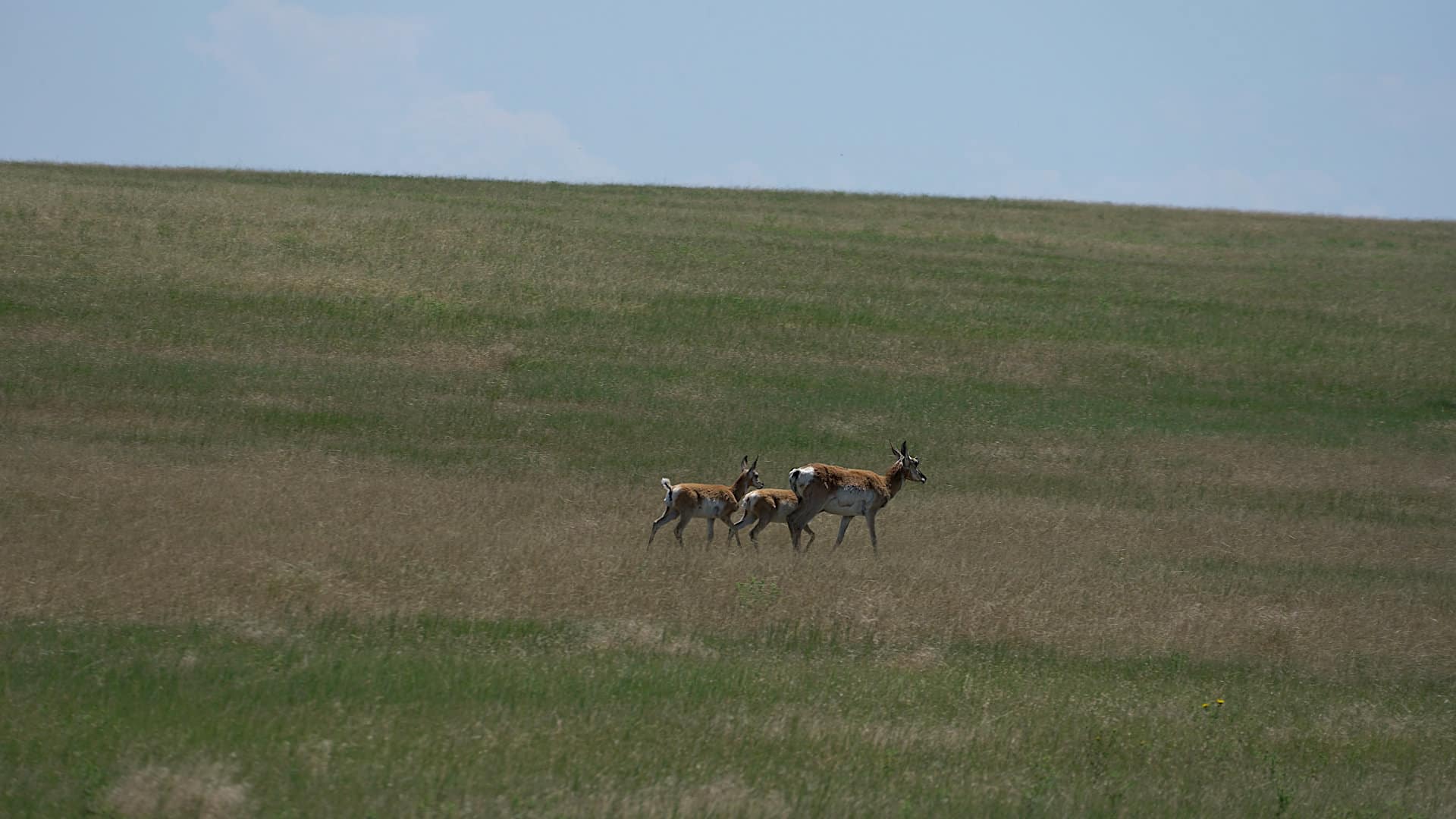 pronghorn doe with fawns
