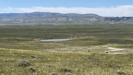 Cattle grazing near a livestock reservoir on Ervay Basin Grass Ranch in central Wyoming